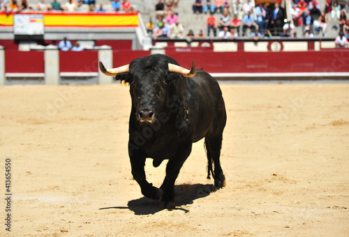a spanish bull with big horns on a traditional spectacle of bullfight