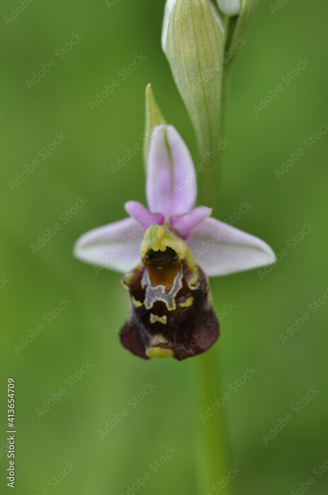Ophrys bourdon Ophrys bourdon