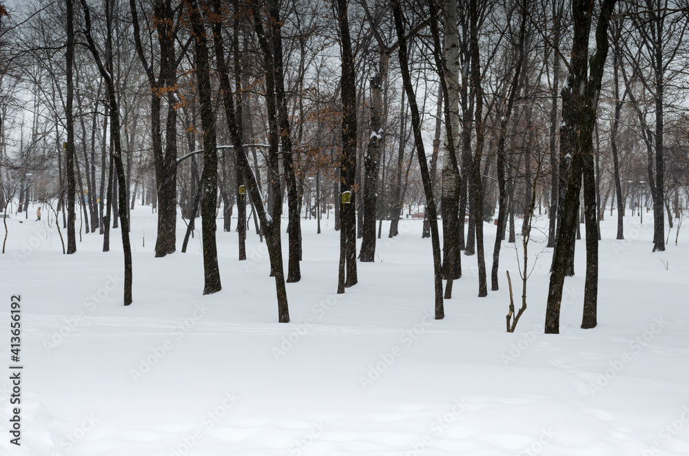 Trees planted neatly in straight rows in winter