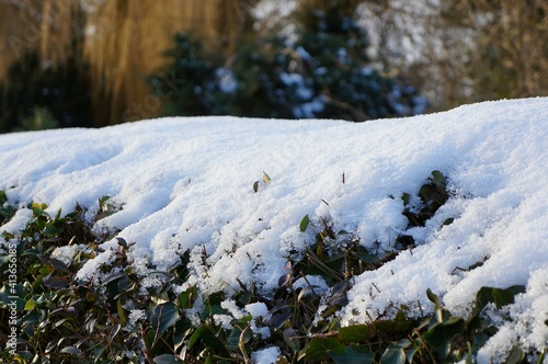 Close up of a snow-covered garden hedge with soft focus background