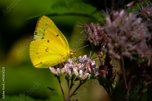 A Clouded Sulphur Butterfly (Colias philodice) feeding on a milkweed blossom.