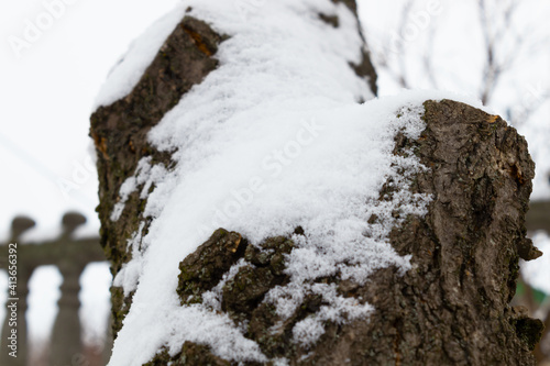 close-up of a forked stump, which is covered with snow, and an old fence flaunts in the background