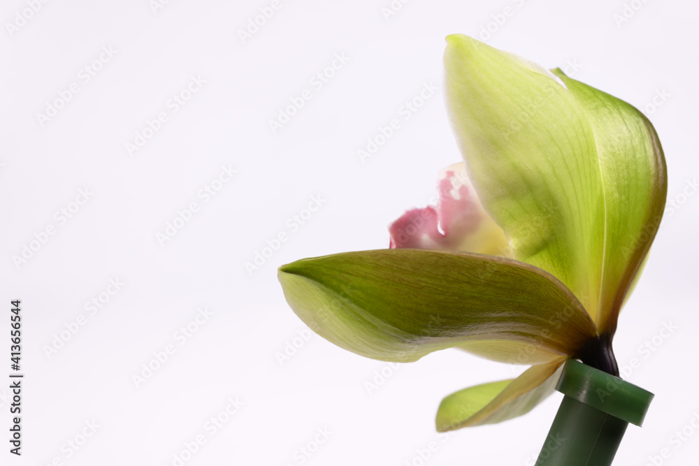 green orchid flower with a lilac core turned to the left