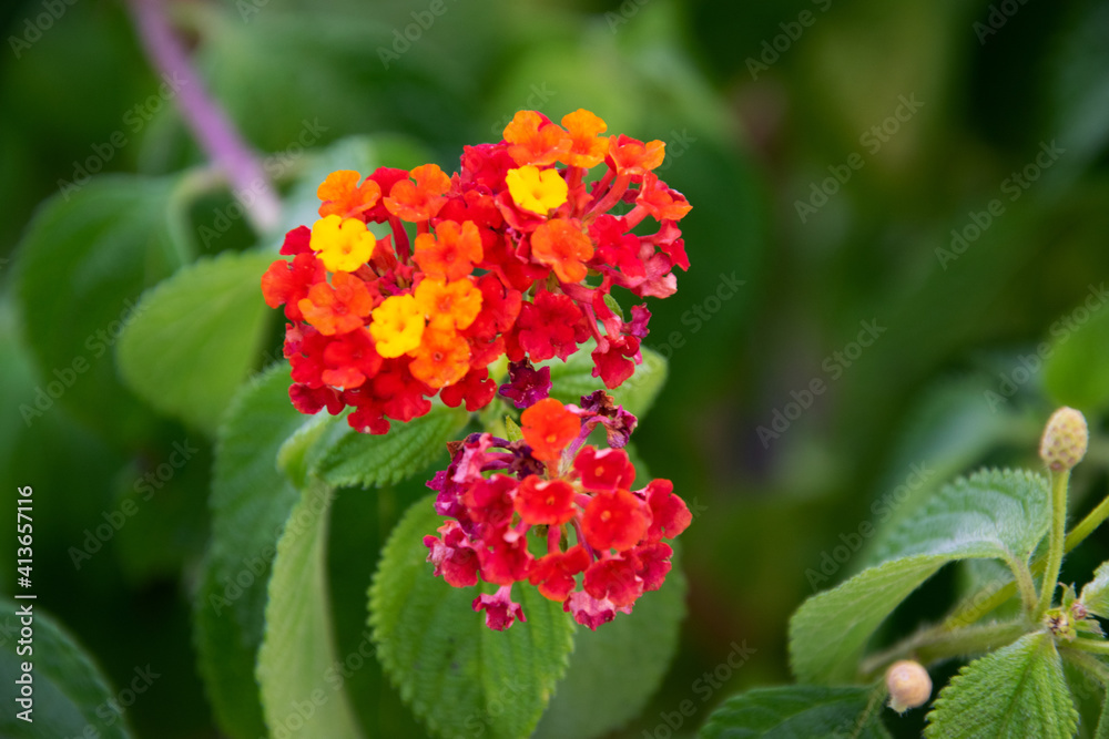 red and yellow flowers red and yellow flowers