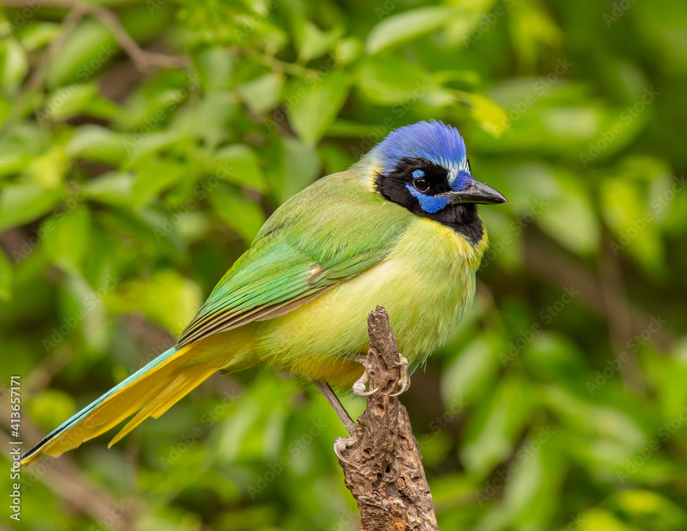 Fototapeta premium Green Jay on limb