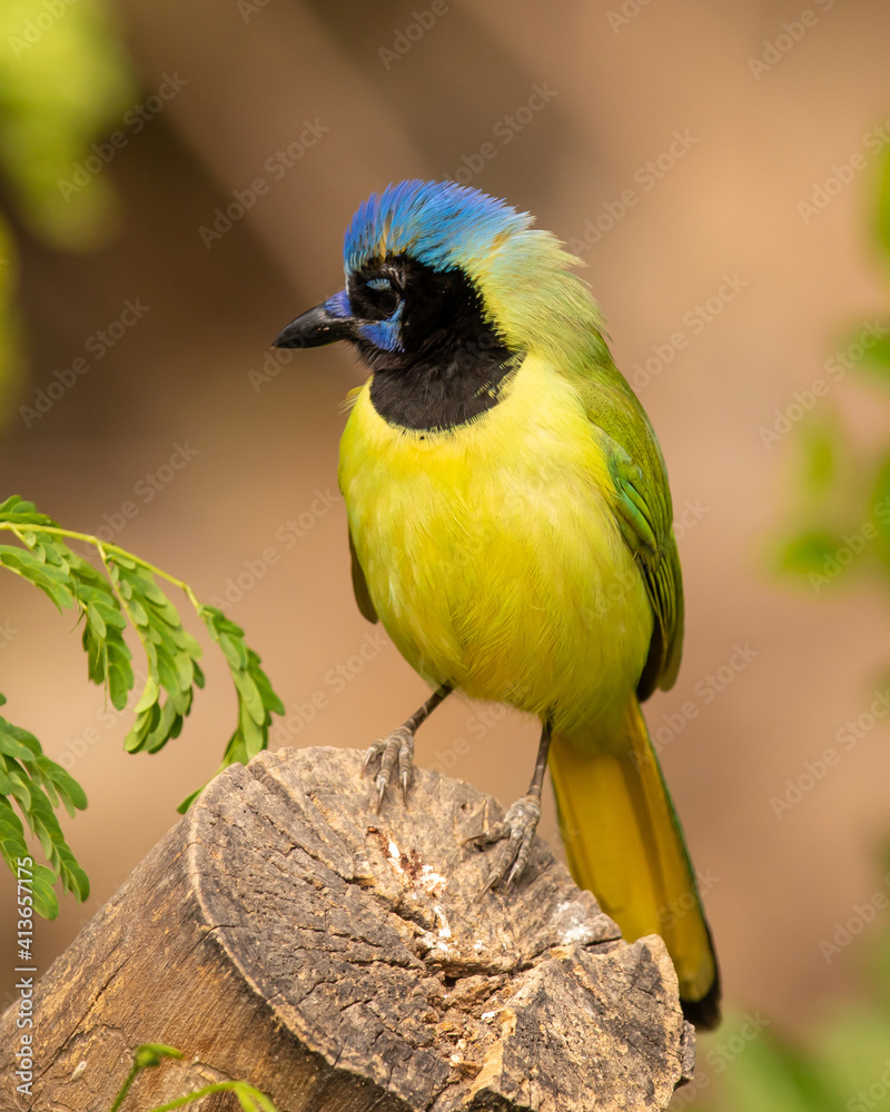 Green Jay poses on perch