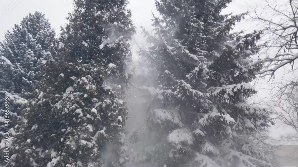 Fir-trees in the snow. Shooting during a blizzard. Fir-trees in the snow. Shooting during a blizzard.