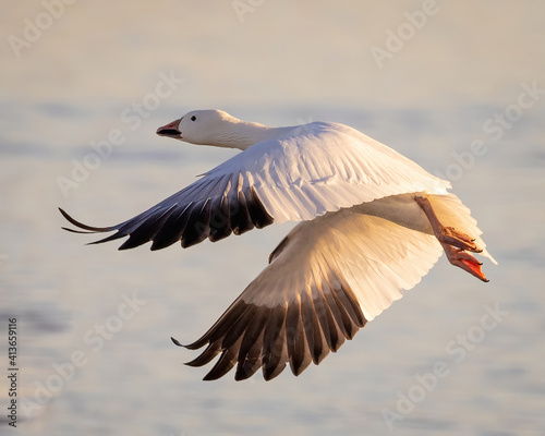 Snow Goose flying