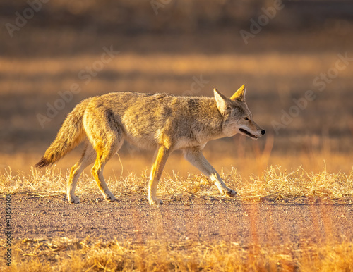 Coyote on the prowl