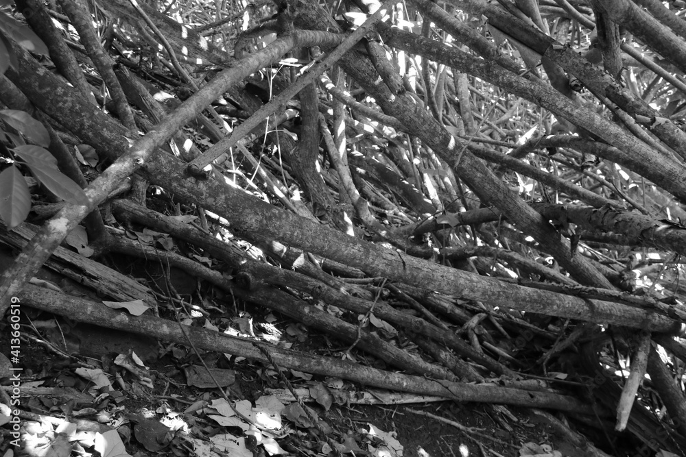 branches of a tree