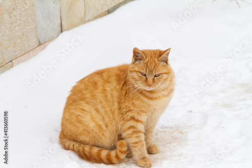 Orange cat stand on the snow. Cat portrait.