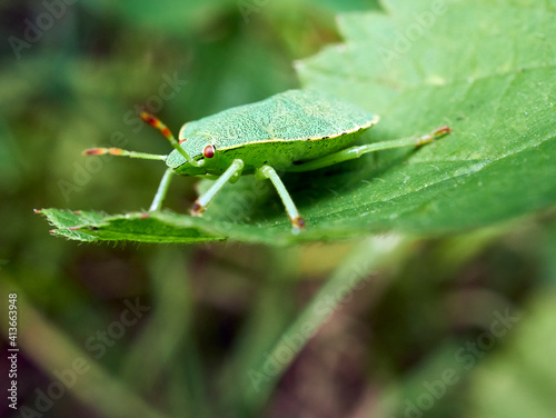 bug on a leaf