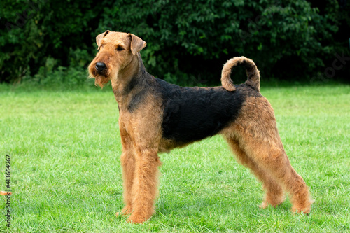 Принти на полотні Airedale Terrier