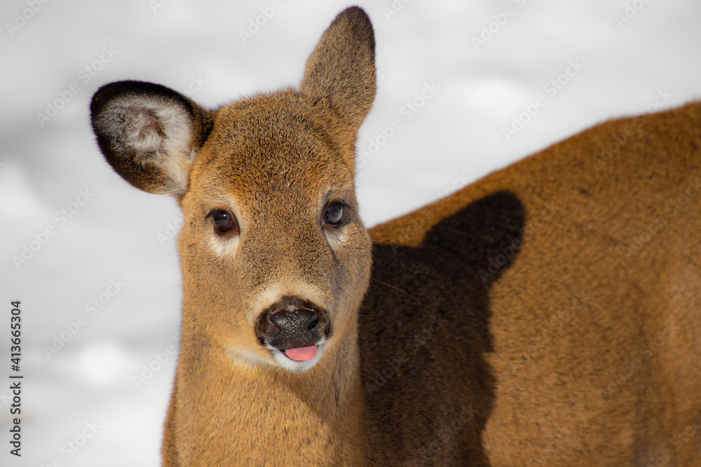 White-tailed deer in the Canadian forest in winter