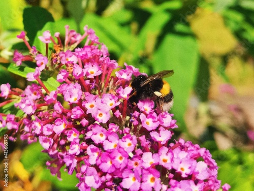 bee on flower