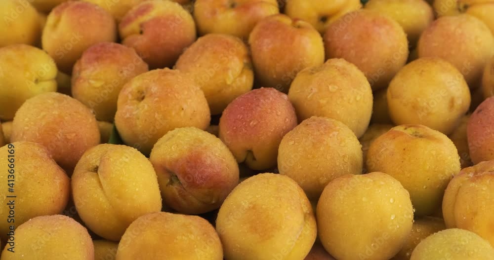 Horizontal panorama. Ripe, juicy apricots with dew drops. Fruit background. Horizontal panorama. Ripe, juicy apricots with dew drops. Fruit background.