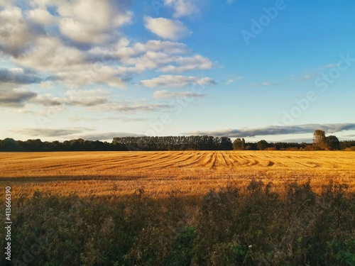 field of wheat