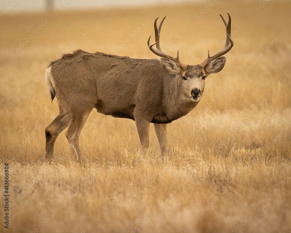 Mule Deer Buck in grass field Mule Deer Buck in grass field