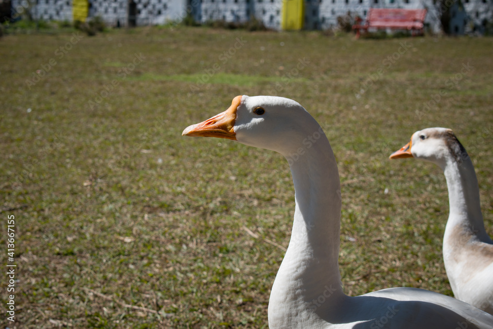 Obraz premium closeup picture of neck and head of domestic white goose
