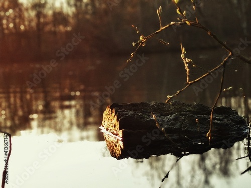 leaves in water