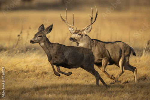 Obraz na plátne Mule Deer Buck chasing doe to breed