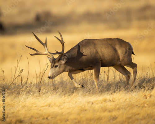 Mule Deer Buck walking in field