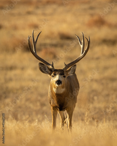 Mule Deer Trophy Buck in field