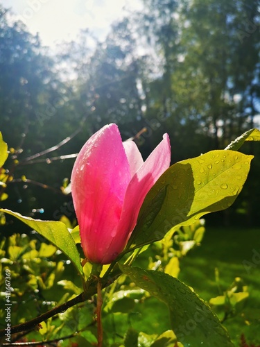 tulip in the garden