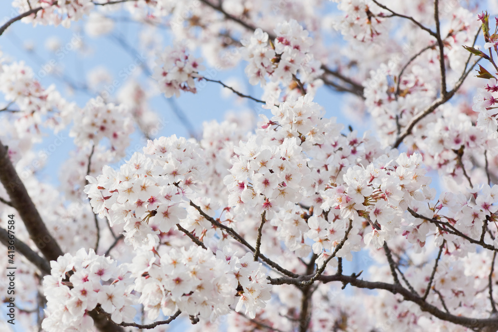 国分城山公園　青空を背景に桜	