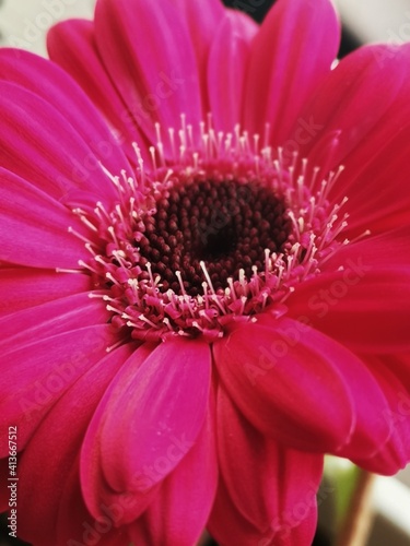 pink gerber daisy