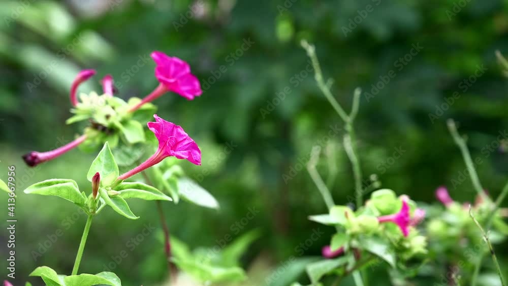 Mirabilis jalapa, the marvel of Peru is the most commonly grown ornamental species of Mirabilis plant, cultivated by the Aztecs for medicinal and ornamental purposes. Mirabilis jalapa, the marvel of Peru is the most commonly grown ornamental species of Mirabilis plant, cultivated by the Aztecs for medicinal and ornamental purposes.