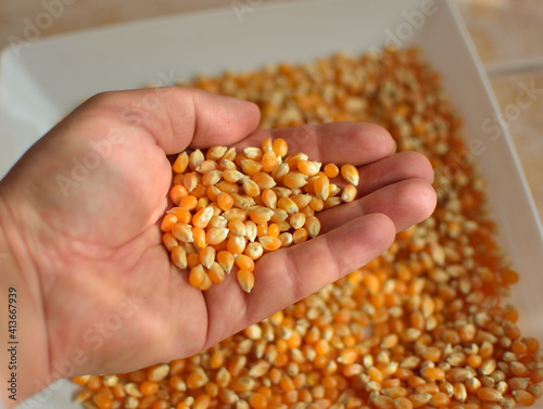 Corn grains in handfuls. Healthy food. Background.