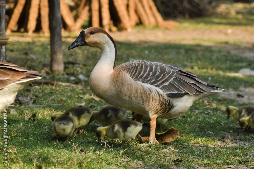 The ducks are looking for food with their babies The ducks are looking for food with their babies