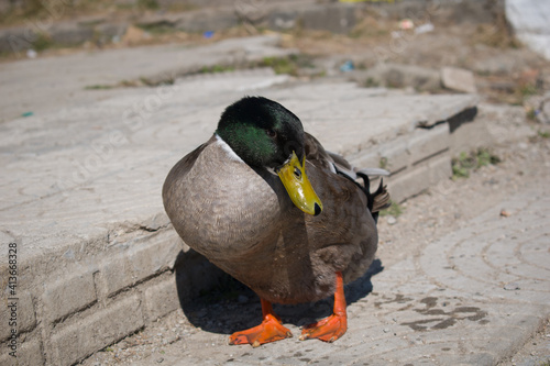 picture of green rouen duck outside on concrete path
