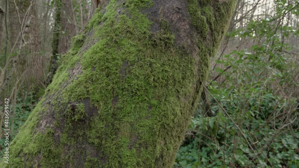 Green moss on tree in a forest Vancouver Canada Green moss on tree in a forest Vancouver Canada