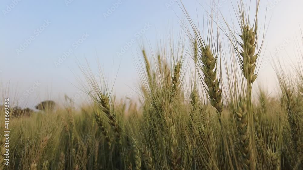 Durum Wheat Crops In The Field Against Clear Blue Sky In India. close up, slider left shot Durum Wheat Crops In The Field Against Clear Blue Sky In India. close up, slider left shot