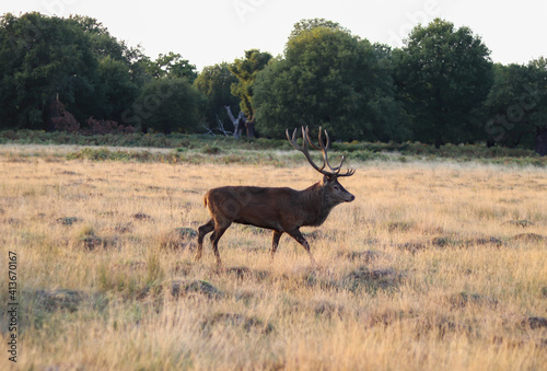 big old deer running across the field