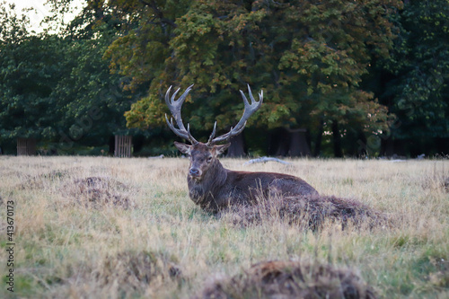 old horned deer resting on the grass