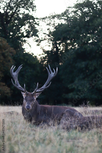 majestic deer resting on a background of forest, vertical photo