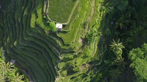 Aerial top down view of rice patties in foreign tropical country. photo