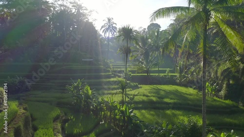 Aerial view of jungle with light rays and rice fields. photo