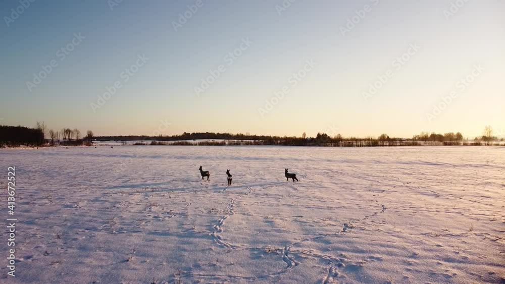 Aerial birdseye view at European roe deer (Capreolus capreolus) group standing on the snow covered agricultural field, winter evening, golden hour, wide angle drone shot moving forward Aerial birdseye view at European roe deer (Capreolus capreolus) group standing on the snow covered agricultural field, winter evening, golden hour, wide angle drone shot moving forward