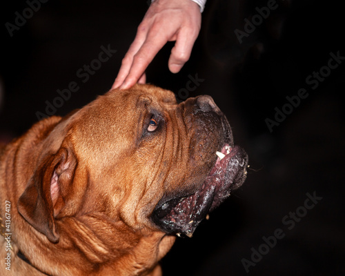 Dogue de Bordeaux being stroked