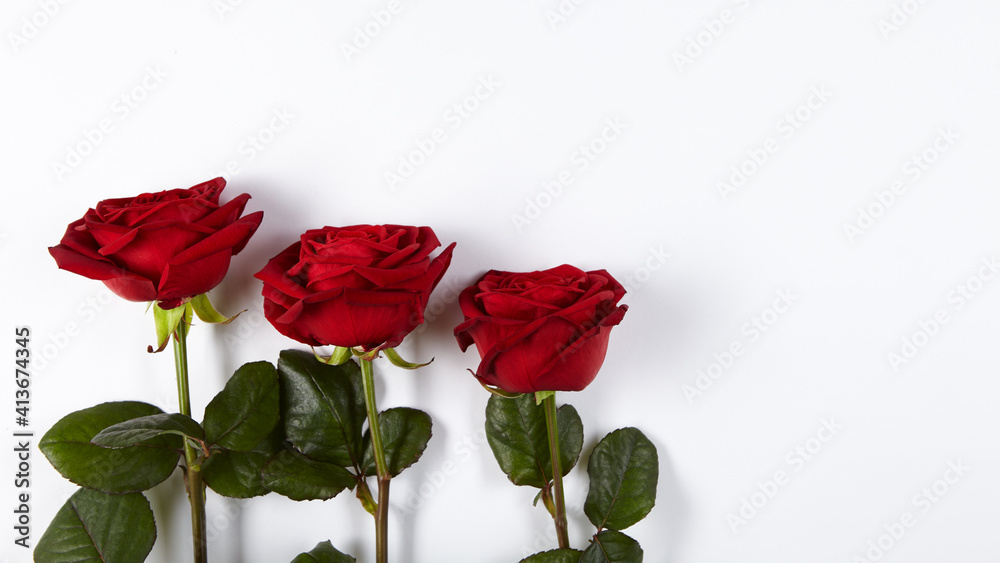Obraz premium 3 Rosen freigestellt