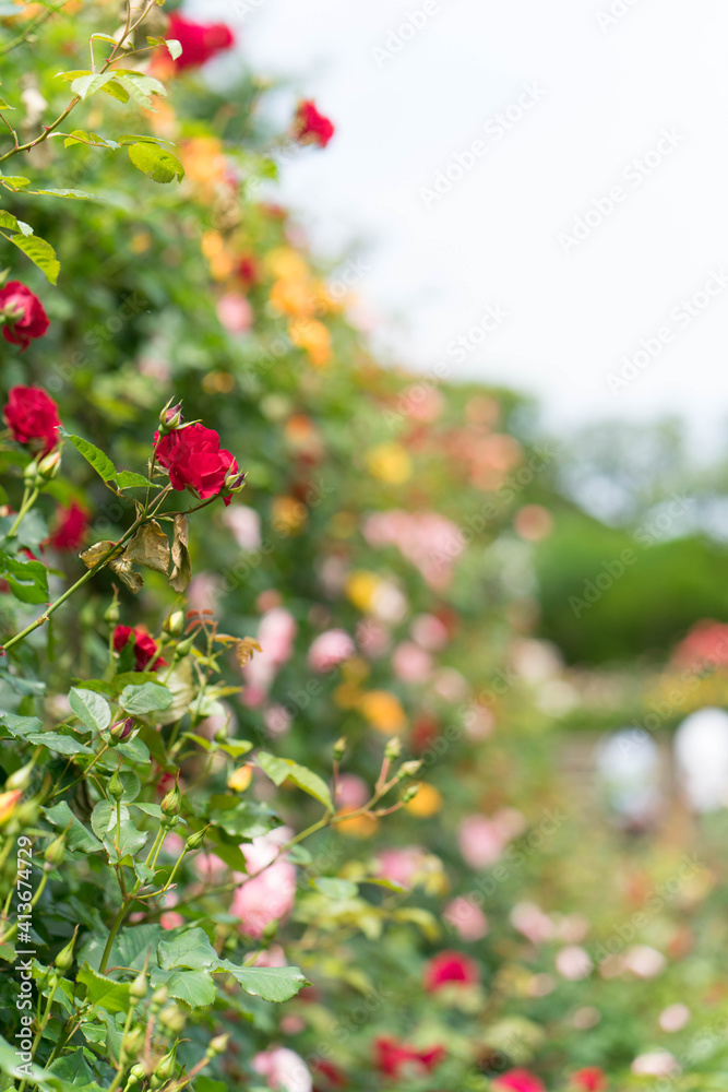 Obraz premium Roses