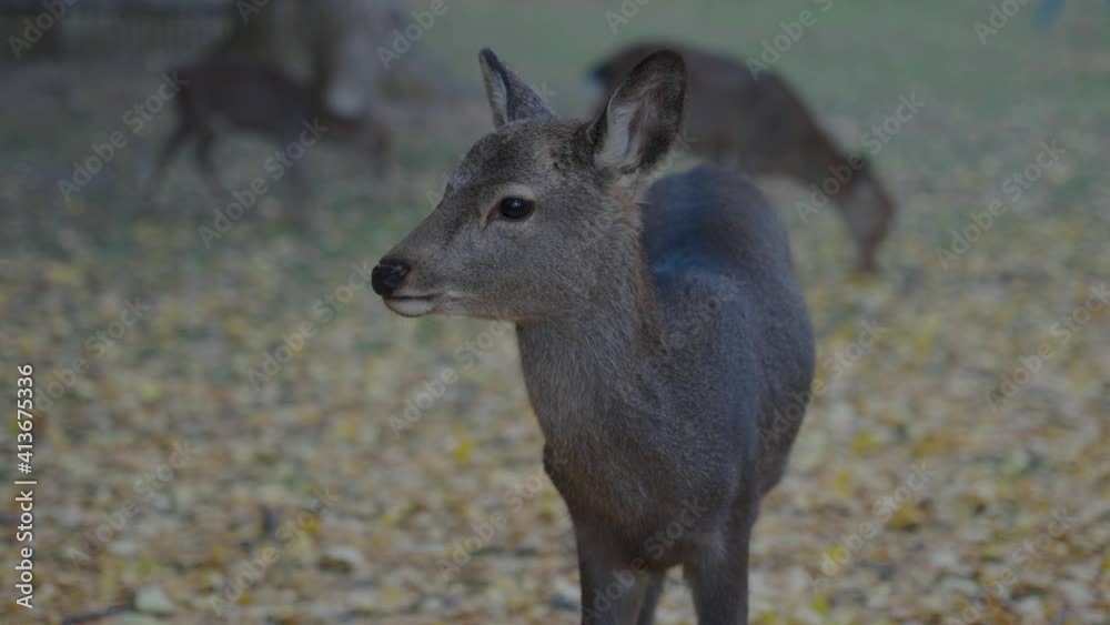 Japanese Sika Deer in Nara, Autumn Scene with Blurred Background as Ears Twitch