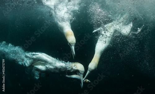 Underwater Gannets chasing fish