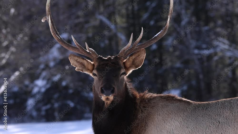 buck elk breathing slow motion winter buck elk breathing slow motion winter