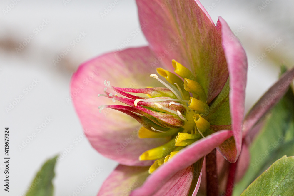Fototapeta premium close up of a flower