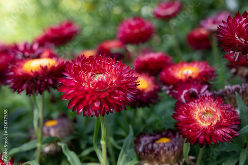 red dahlia flower